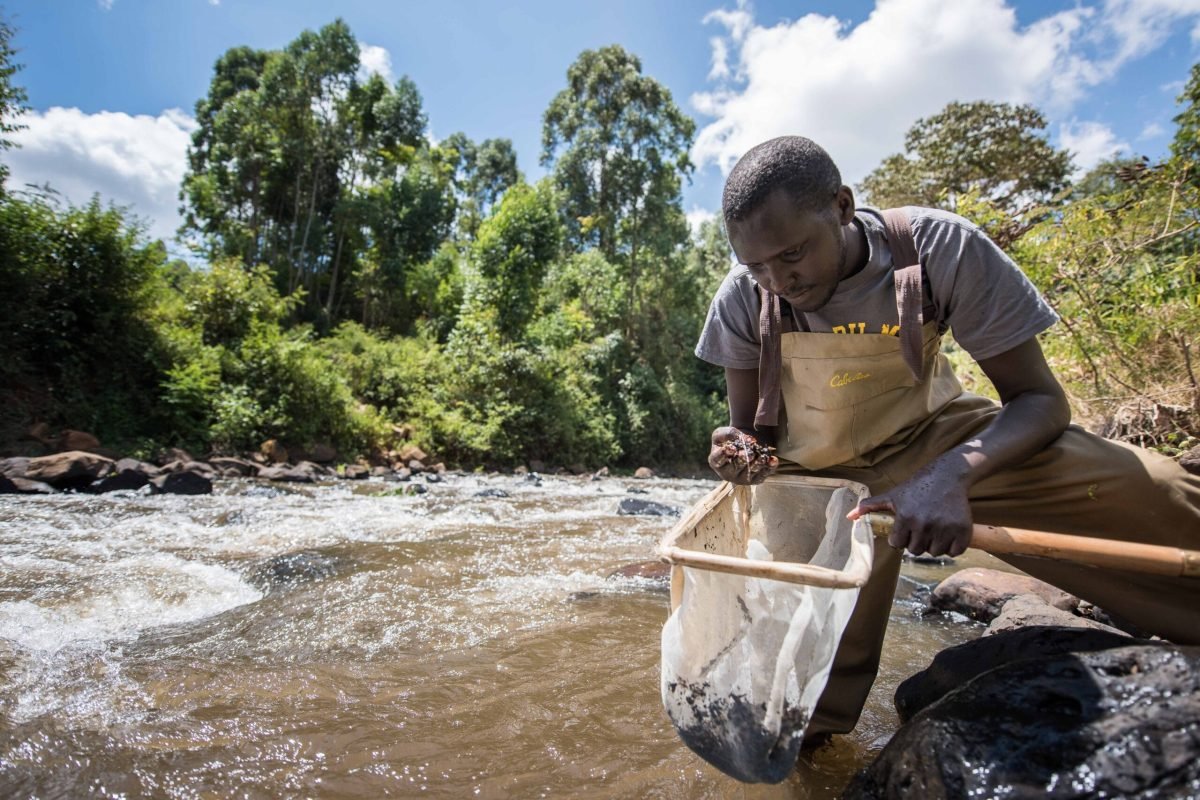 River monitoring acitivities with the National Museums of Kenya (NMK). Two sites visited: the northern ridge of the Aberdares Forest, and one just off the Othaya - Nyeri road. G
NMK technicians: Gilbert Cosgei (macro-invertebrate expert wearing dark t-shirt and overalls) and Frankie Juma (Ornithology intern with NMK). Gilbert is looking for macro-invertebrates in the riverbed to 1) document the types of species found in the river and 2) to see if there's been human distrubance in the river. The macro-invertebrates found in the river were stonefllies, mayflies and crabs. Gilbert said “macro-invertebrates like stoneflies and mayflies tell you a lot about the river. Any disturbance, any pollution, the more sensitive species will disappear. So you can use them to monitor the effects of human activities.” 
Birds photographed: African black duck and African Harrier Hawk.