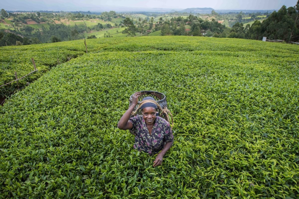 Beatrice Manyua with her husband Elijah own this tea plantation in the hills of Othaya, Nyeri County. Beatrice has implemented terracing for her "food crops"- maize, beans, cabbage. She will be recieving the tarp for her water pan soon. Beatrice picks tea leaves from her plantation from 8am-noon and then again in the afternoon. She picks up to 30kgs of tea leaves per day. Has 3 children.