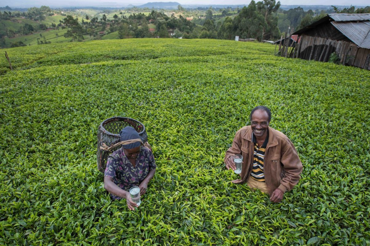 Beatrice Manyua with her husband Elijah own this tea plantation in the hills of Othaya, Nyeri County. Beatrice has implemented terracing for her "food crops"- maize, beans, cabbage. She will be recieving the tarp for her water pan soon. Beatrice picks tea leaves from her plantation from 8am-noon and then again in the afternoon. She picks up to 30kgs of tea leaves per day. Has 3 children.