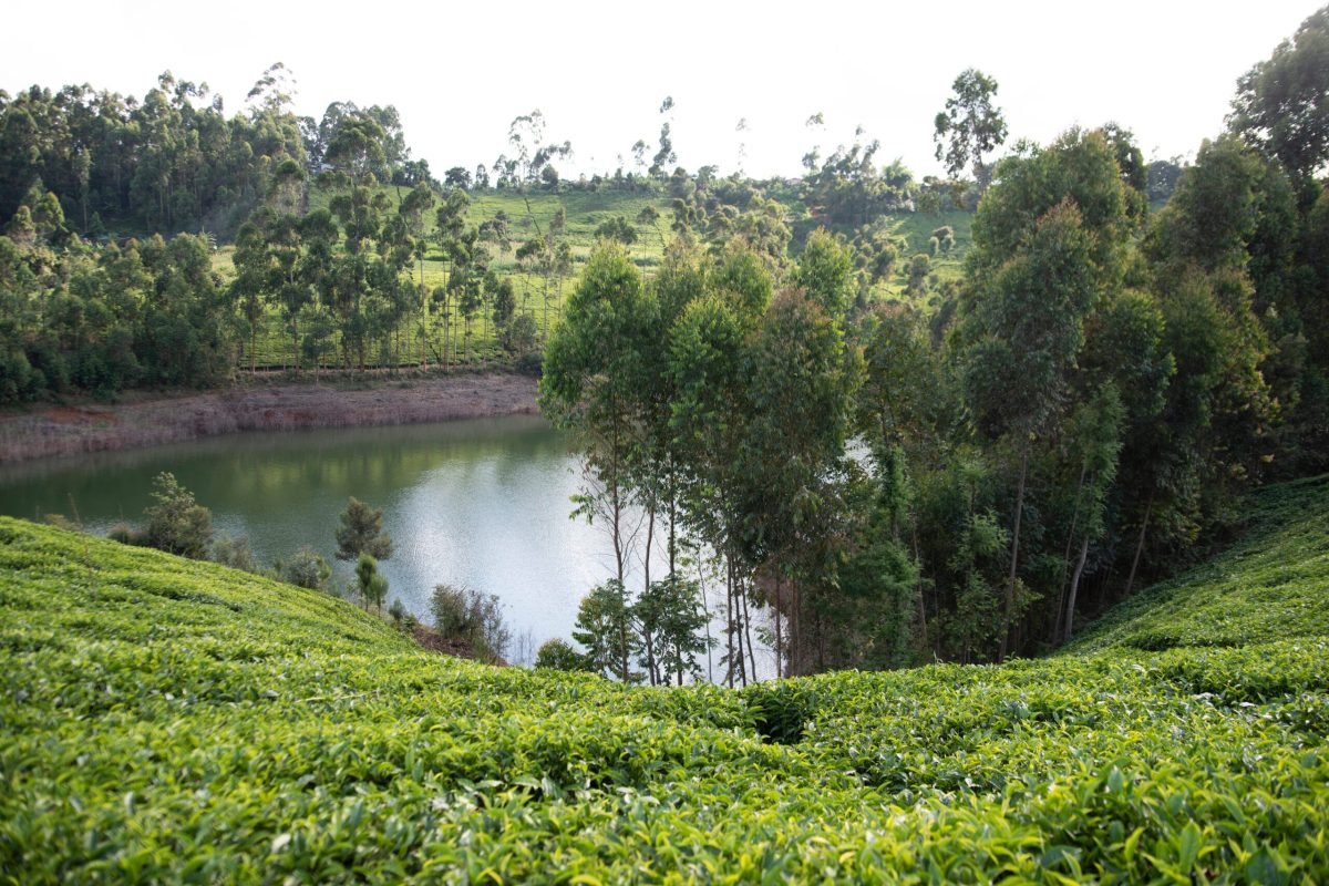 James (in a brown hat) and Esther Kariuki on their tea plantation. Some images have James proudly showing Anthony Kariuki, the NWF manager wearing a blue shirt, his tea farm.

The Ndakaini dam in the background.
***

Family: James Kariuki
Area: Gatanga Region, Thika
Farm type: Tea plantation on the foothills of Ndakaini Dam. The dam supplies 88% of water to Nairobi city. The water source is the Aberdare mountains.

Family members at home:
1. Esther Wanjiru Kariuki, Mama- 60 years old, gave birth to 11 children all at home without outside help!
2. James Kariuki, Father, 66 years old
3. Joel Ruku Kariuki, Son, 19 years old
4. Susan Gathoni Kariuki, Daughter, 17 years old
5. Simon Mwangi Kariuki, Youngest son, 15 years old
- 11 children in total
- 9 grandchildren in total
- Twins Joy Wairimu Wangari and Joan Wanjiru Wangari (11 years old) are visiting their grandparents for their Christmas holidays. They spend 2 months here.

NWF Sustainable Farming practices:
- have a water pan with tilapia fish which they will sell at 200/300 kshs
- use water pan during the dry season (they are prohibited to use the dam water on their farms)
- terracing for vegetables taught by NWF representative Carol
- have planted more Avocado trees as a cash crop as instructed by NWF representative Carol
- only buy flour, sugar, sometimes bread and oil. The rest they grow on their farms. 
-Have chickens, rabbits, a goat and a cow for milk daily 
- use fire wood from the farm as fuel for cooking 

Food crops:
Arrow root 
Black night shade (spinach)
Kale (sukumawiki)
Cabbage 

Cash crops:
- avocado 
- tea 
- kale, cabbage, spinach
- Tea- 1KG sold at 10 shillings plus 40-50 kgs bonus per kg paid at year end. Approx 400kg of tea per month.

Daily schedule:
- 6:00 am mama and baba wake up to pray in their room (you can hear them from my room)
- 6:30 am start boiling water and milk the cow. TV switched on to gospel music.
- 7:00 am Chai (milk with a tint of tea) and breakfast (left over dinner from the