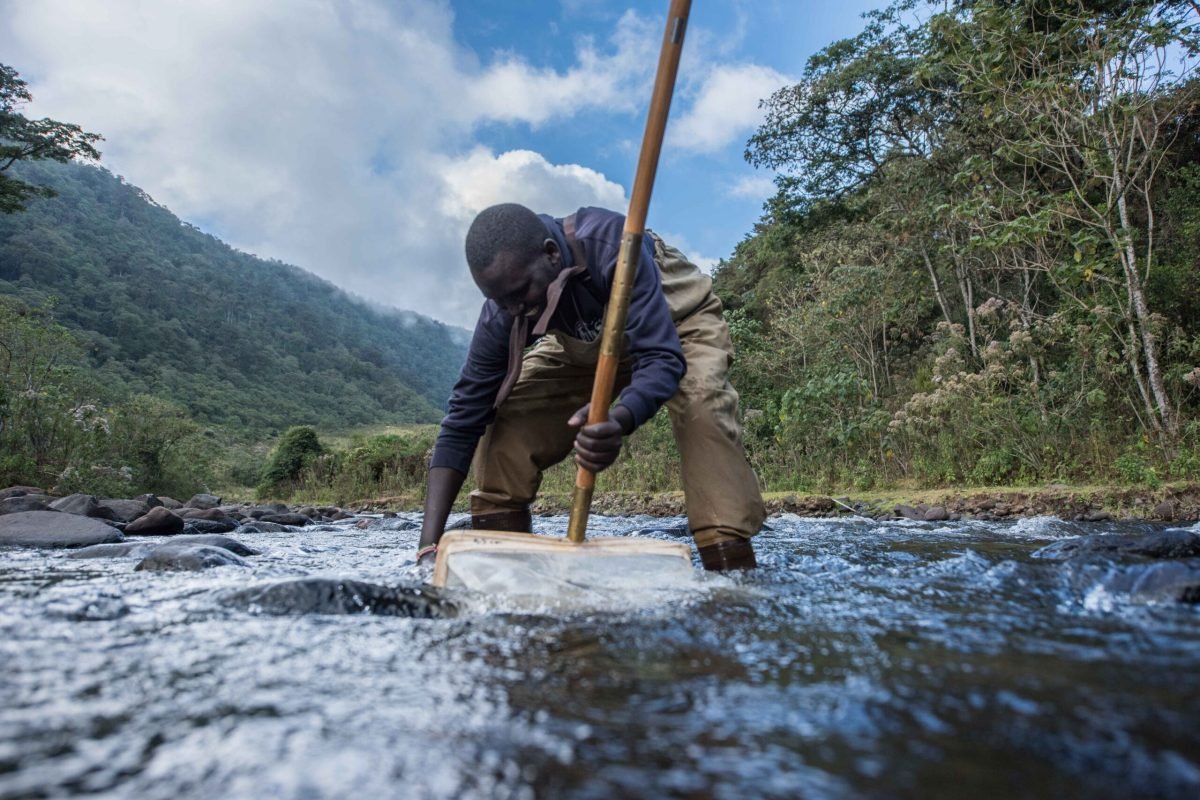 River monitoring acitivities with the National Museums of Kenya (NMK). Two sites visited: the northern ridge of the Aberdares Forest, and one just off the Othaya - Nyeri road. G
NMK technicians: Gilbert Cosgei (macro-invertebrate expert wearing dark t-shirt and overalls) and Frankie Juma (Ornithology intern with NMK). Gilbert is looking for macro-invertebrates in the riverbed to 1) document the types of species found in the river and 2) to see if there's been human distrubance in the river. The macro-invertebrates found in the river were stonefllies, mayflies and crabs. Gilbert said “macro-invertebrates like stoneflies and mayflies tell you a lot about the river. Any disturbance, any pollution, the more sensitive species will disappear. So you can use them to monitor the effects of human activities.” 
Birds photographed: African black duck and African Harrier Hawk.