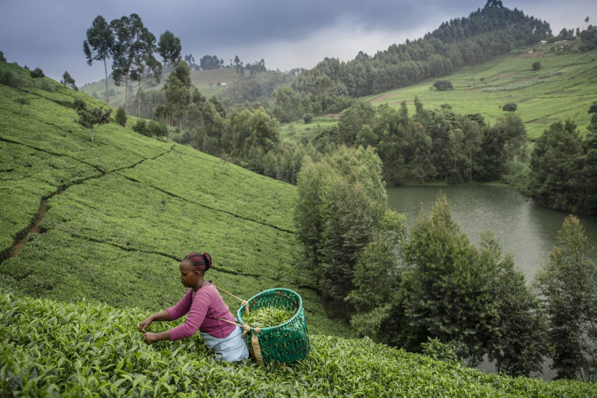 (ALL INTERNAL RIGHTS, LIMITED EXTERNAL RIGHTS) June 2015. A young woman picking tea leaves on a tea plantation in the Upper Tana Watershed, Kenya. The Nature Conservancy is working to protect the Upper Tana Watershed in Kenya and provide cleaner, more reliable water for Nairobi. Photo credit: © Nick Hall