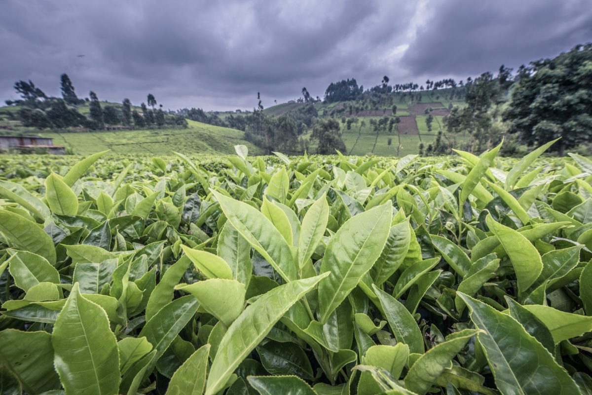 (ALL INTERNAL RIGHTS, LIMITED EXTERNAL RIGHTS) June 2015. Tea plantation in the Upper Tana Watershed, Kenya. The Nature Conservancy is working to protect the Upper Tana Watershed in Kenya and provide cleaner, more reliable water for Nairobi. Photo credit: © Nick Hall